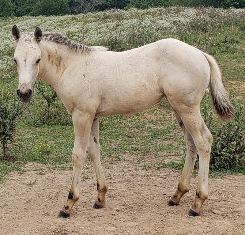 IWR Hollywoods Heidi<br>'Heidi'