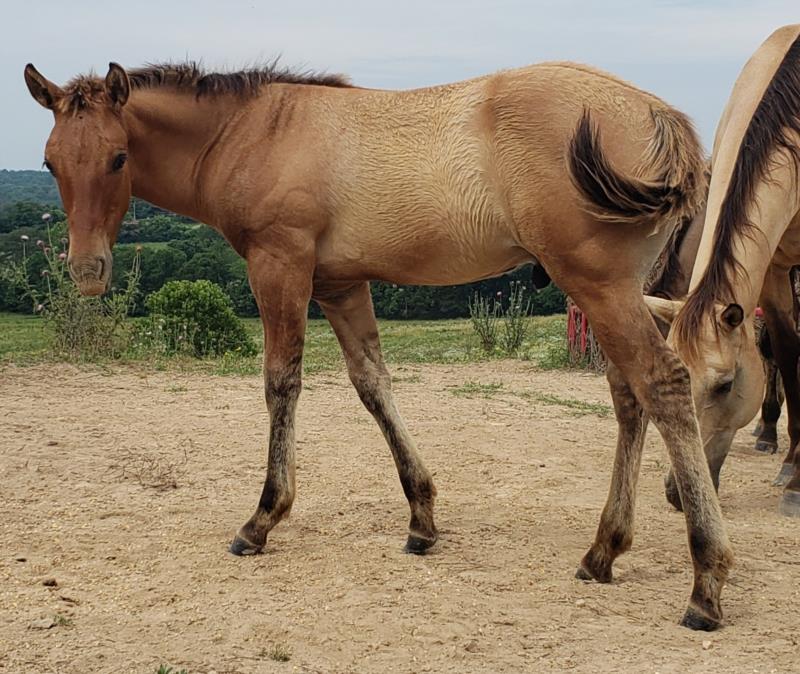 IWR DANDY DUN DIEGO<br>'DIEGO'