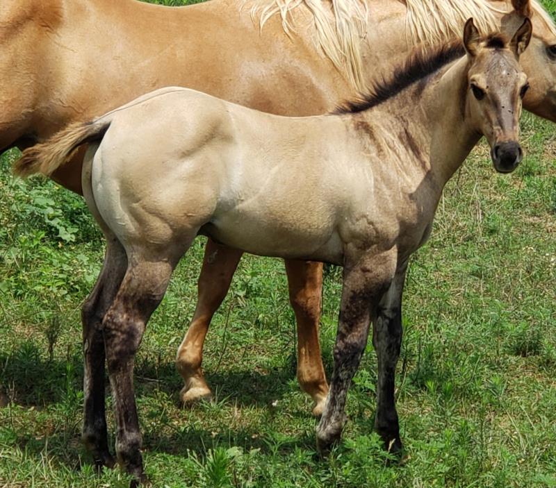 IWR Lil Astors Dun<br>'ASTOR'