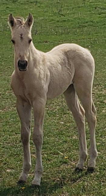 Jody x Sarge Colt
