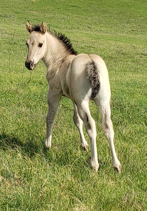 Rain Colt