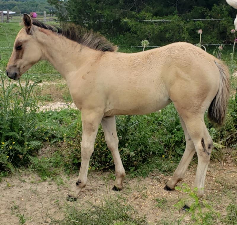 Violet x Jaz Filly