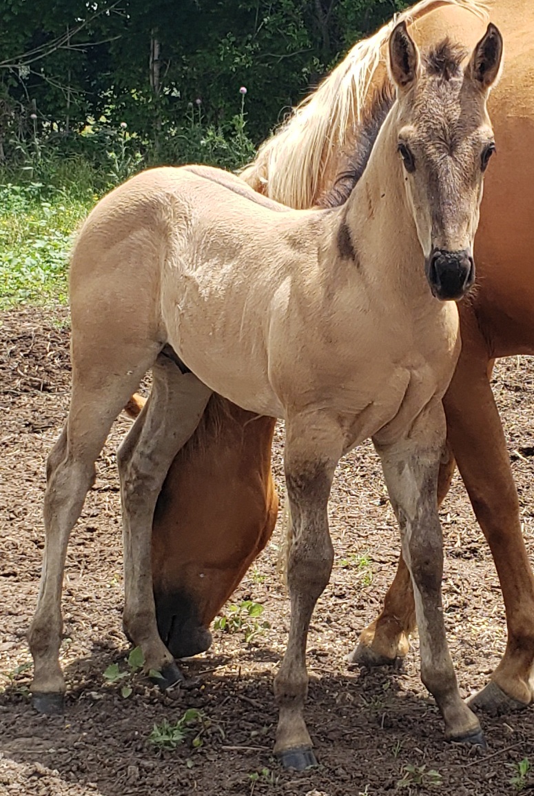 Barbie x Sarge Colt