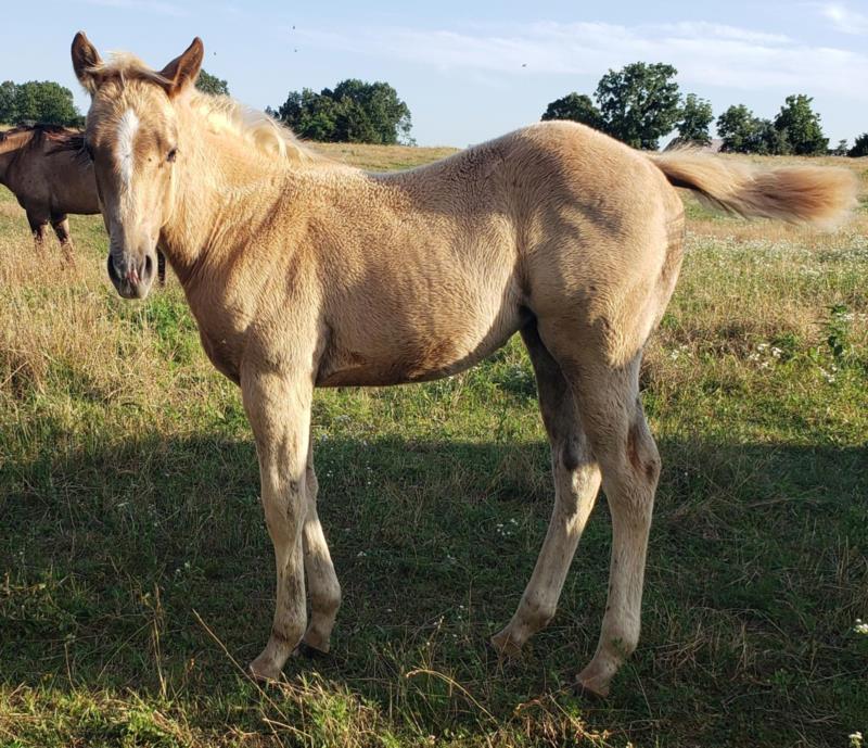 Rose x Dailey Filly