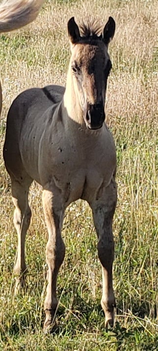 Barbie x Sarge Colt
