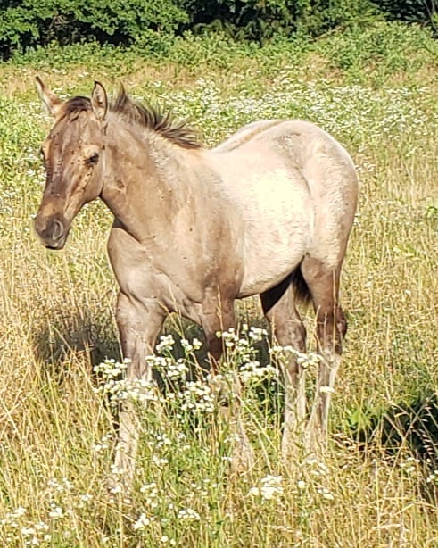 Prairie x Jaz Filly