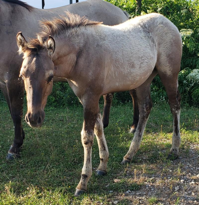 Charlotte Filly