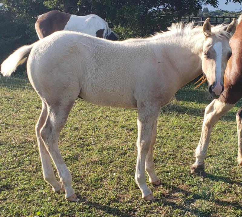 Coyote x Dailey Colt