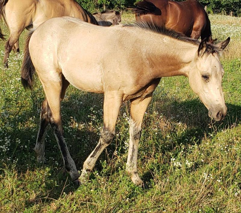 Star x Dailey Filly