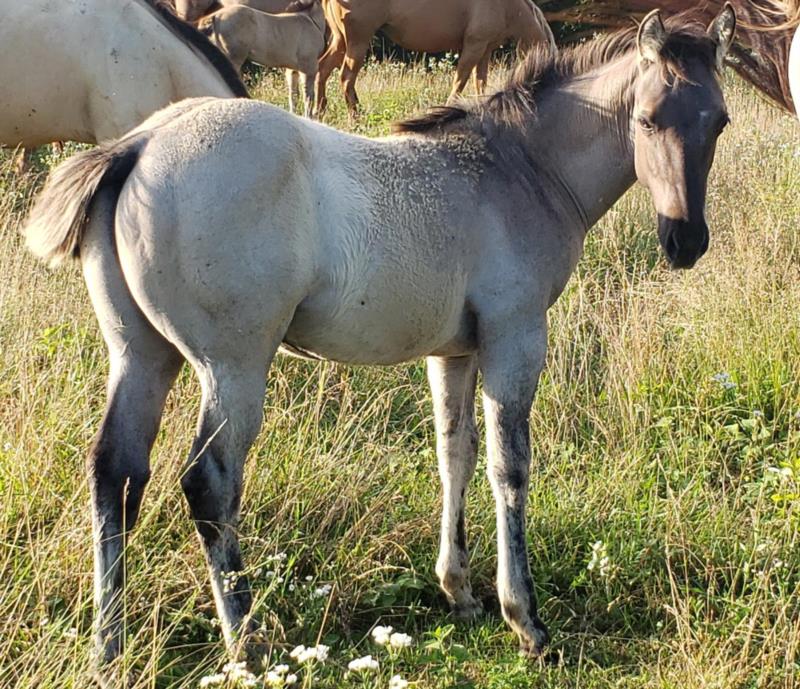 Rain Colt