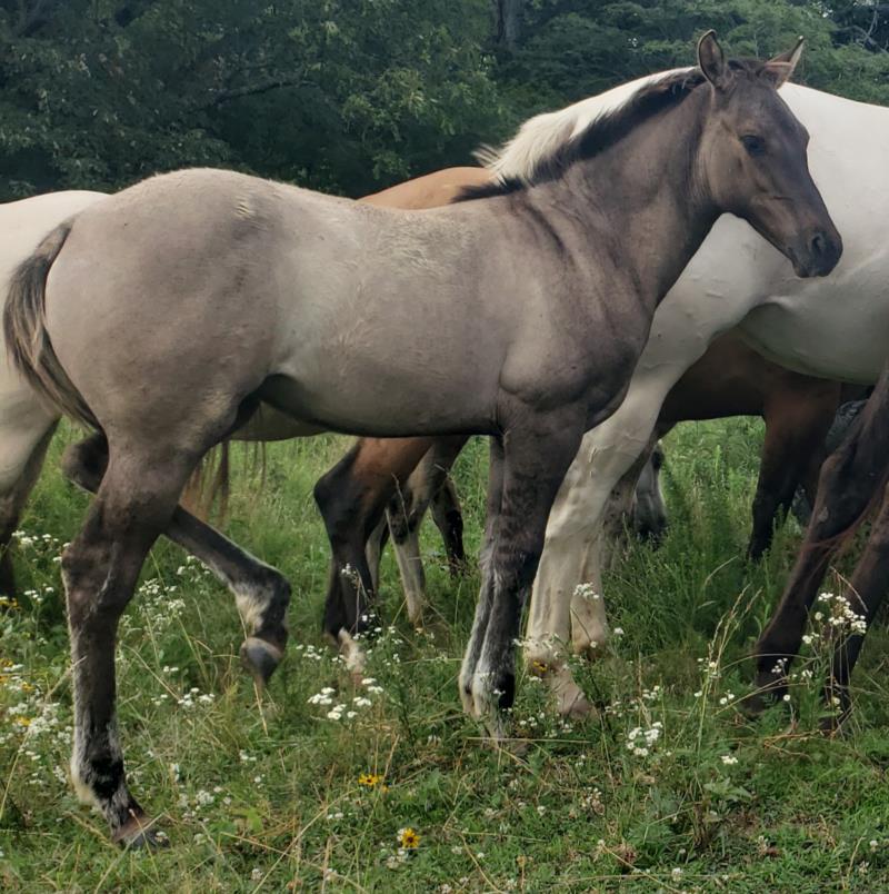 Fancy x Jaz Filly