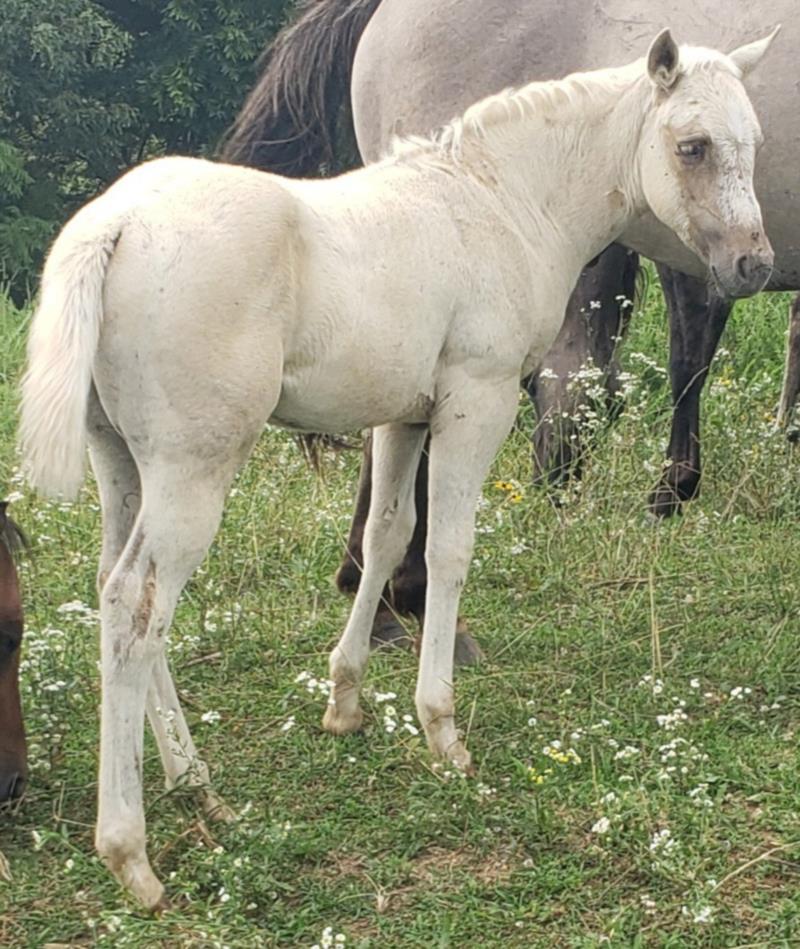 Pearl x Jaz Filly