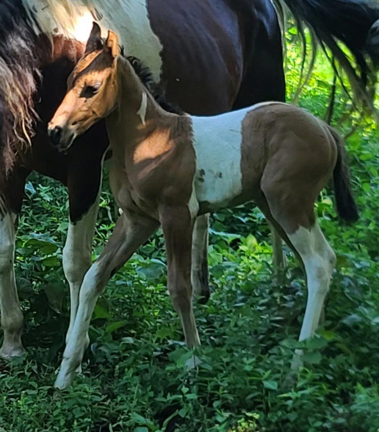 Daisy x Sarge Filly